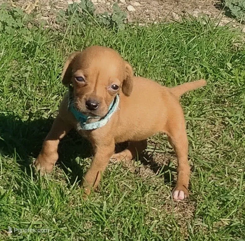 Lexy Turquoise Female – English Setter, Vizsla puppy for sale in Rushford, MN