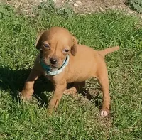 Lexy Turquoise Female, a female English Setter and Vizsla for sale in Rushford, MN – 1 of 5