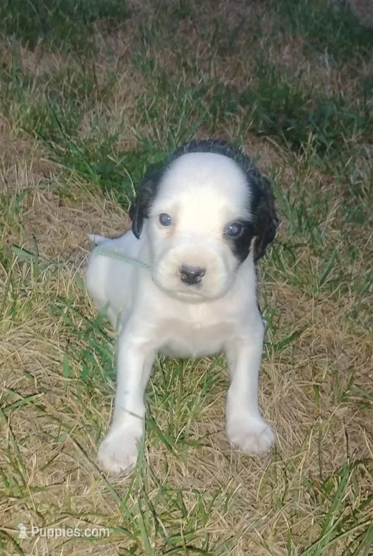 Maggie army Green male – English Setter puppy for sale in Rushford, MN
