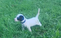 Maggie Black male, a male English Setter for sale in Rushford, MN – 3 of 3