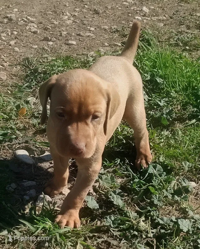 Penny male – Vizsla puppy for sale in Rushford, MN