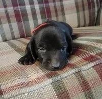 Lexy Black Female, a female English Setter and Vizsla for sale in Rushford, MN – 2 of 2