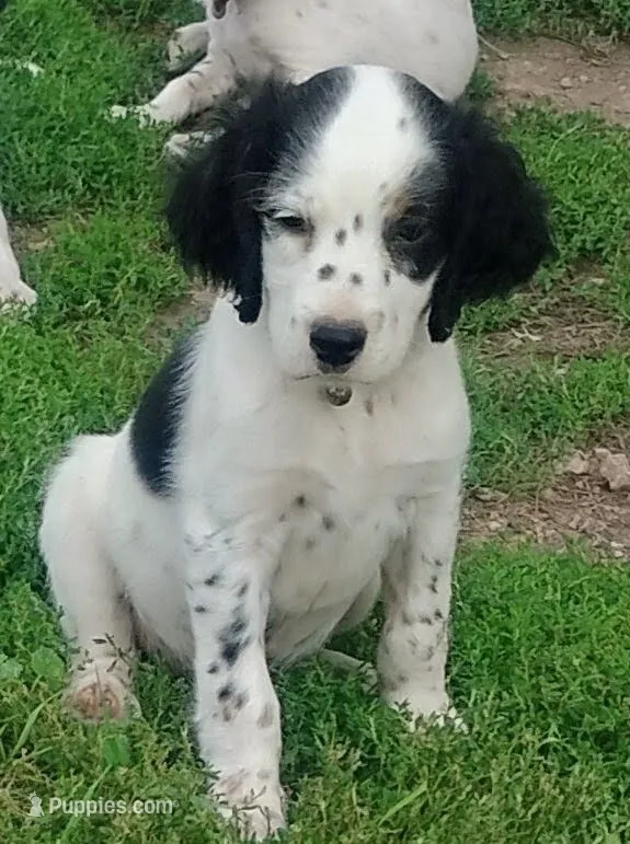 Maggie green male – English Setter puppy for sale in Rushford, MN