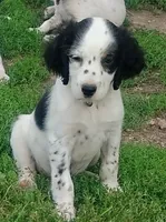 Maggie green male, a male English Setter for sale in Rushford, MN – 1 of 3
