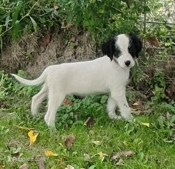 Maggie Red Female – English Setter puppy for sale in Rushford, MN