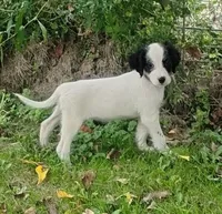 Maggie Red Female, a female English Setter for sale in Rushford, MN – 2 of 3