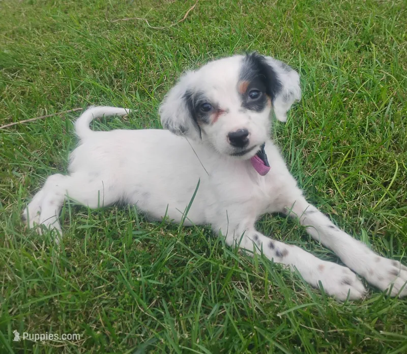 Maggie purple  female – English Setter puppy for sale in Rushford, MN