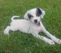 Maggie purple  female, a female English Setter for sale in Rushford, MN – 1 of 5