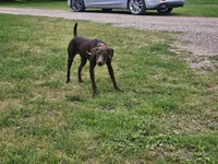 Ruby, a female German Shorthaired Pointer and Vizsla for sale in Rushford, MN – 2 of 3