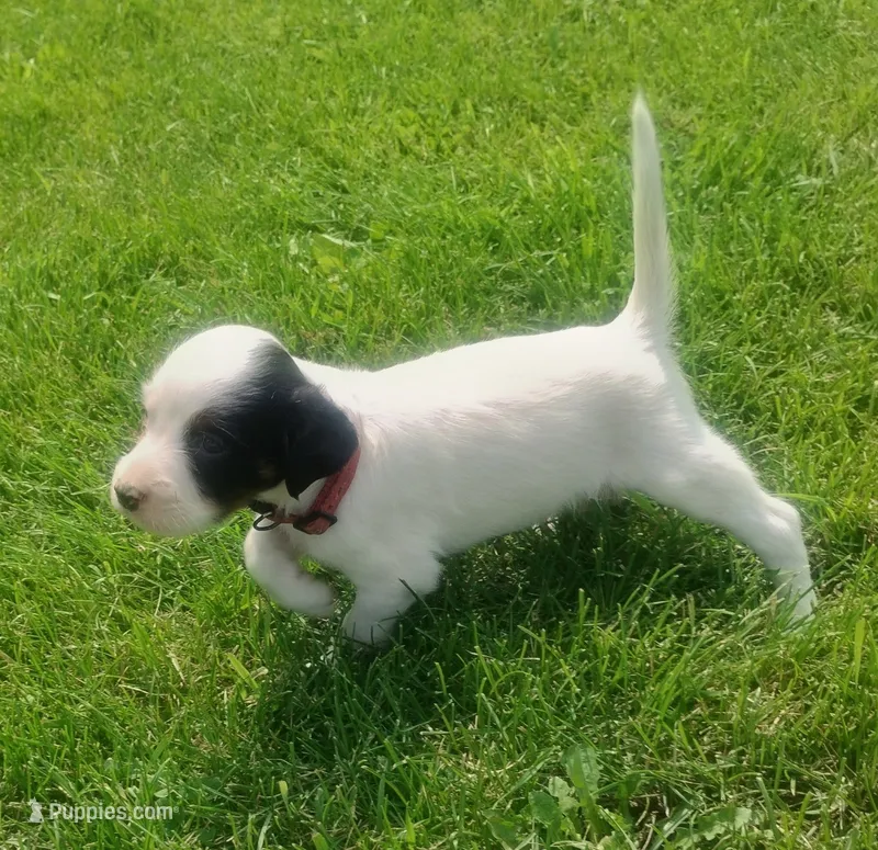 Maggie Red Female – English Setter puppy for sale in Rushford, MN