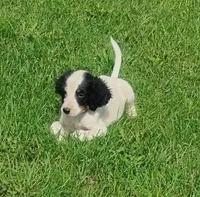 Maggie green male, a male English Setter for sale in Rushford, MN – 3 of 3