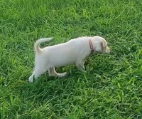 Maggie pink female, a female English Setter for sale in Rushford, MN – 2 of 4
