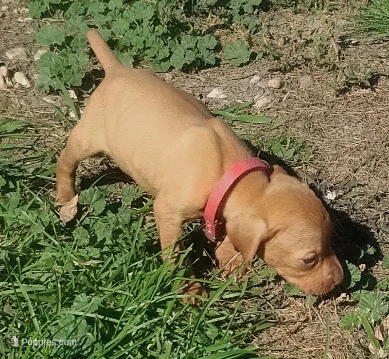 Lexy Red Female – English Setter, Vizsla puppy for sale in Rushford, MN