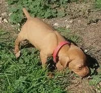 Lexy Red Female, a female English Setter and Vizsla for sale in Rushford, MN – 1 of 5