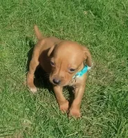 Lexy Turquoise Female, a female English Setter and Vizsla for sale in Rushford, MN – 3 of 5
