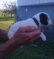 Maggie Black male, a male English Setter for sale in Rushford, MN – 2 of 3