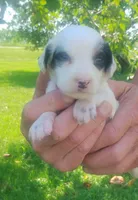 Maggie purple female, a female English Setter for sale in Rushford, MN – 1 of 3
