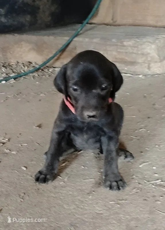 Lexy Black Female – English Setter, Vizsla puppy for sale in Rushford, MN