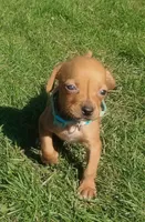 Lexy Turquoise Female, a female English Setter and Vizsla for sale in Rushford, MN – 5 of 5