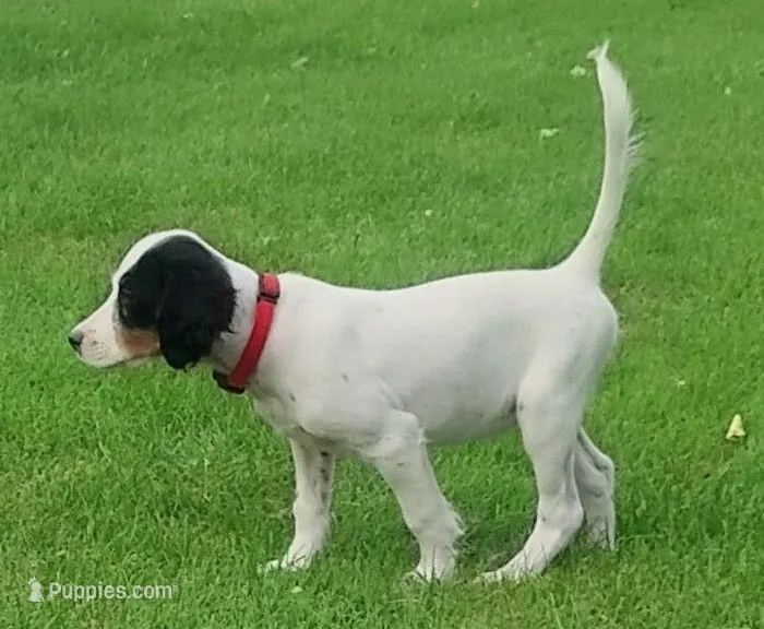 Maggie Black male – English Setter puppy for sale in Rushford, MN