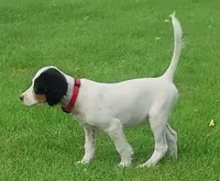 Maggie Black male, a male English Setter for sale in Rushford, MN – 1 of 4