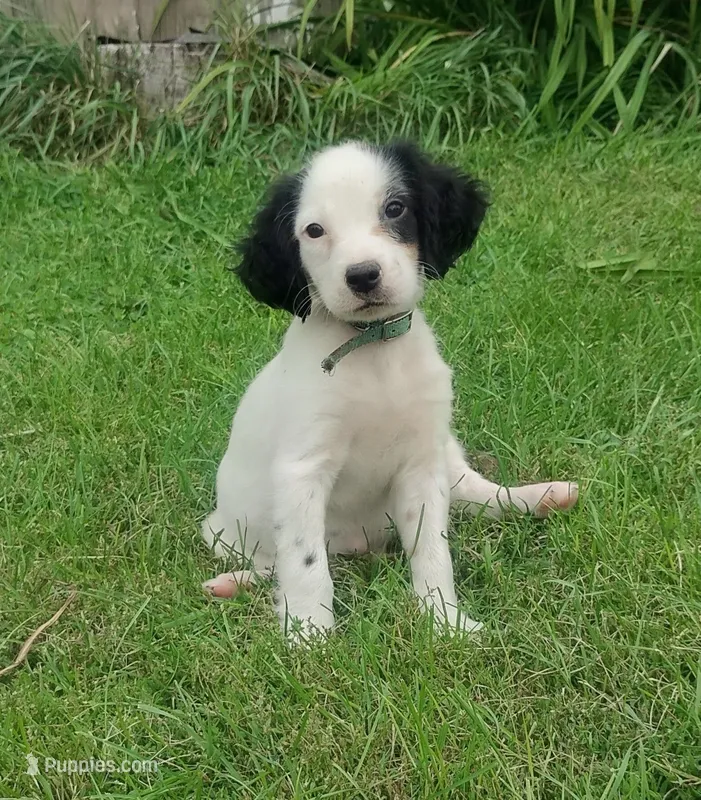 Maggie army Green male – English Setter puppy for sale in Rushford, MN