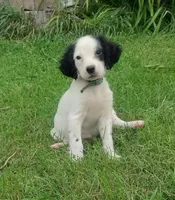 Maggie army Green male, a male English Setter for sale in Rushford, MN – 1 of 3