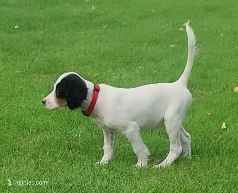Maggie Red Female – English Setter puppy for sale in Rushford, MN