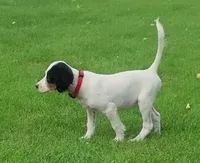 Maggie Red Female, a female English Setter for sale in Rushford, MN – 4 of 6
