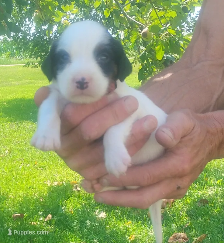 Maggie Red Female – English Setter puppy for sale in Rushford, MN