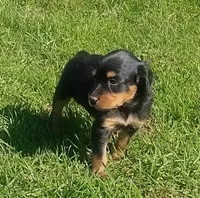 Lexy Black and tan male, a male English Setter and Vizsla for sale in Rushford, MN – 7 of 7