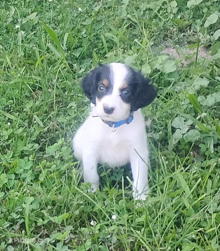 Maggie Blue male – English Setter puppy for sale in Rushford, MN