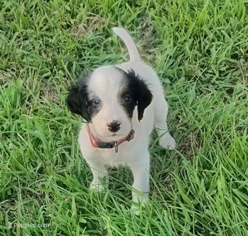 Maggie Red Female – English Setter puppy for sale in Rushford, MN