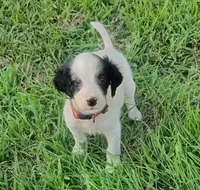 Maggie Red Female, a female English Setter for sale in Rushford, MN – 3 of 3