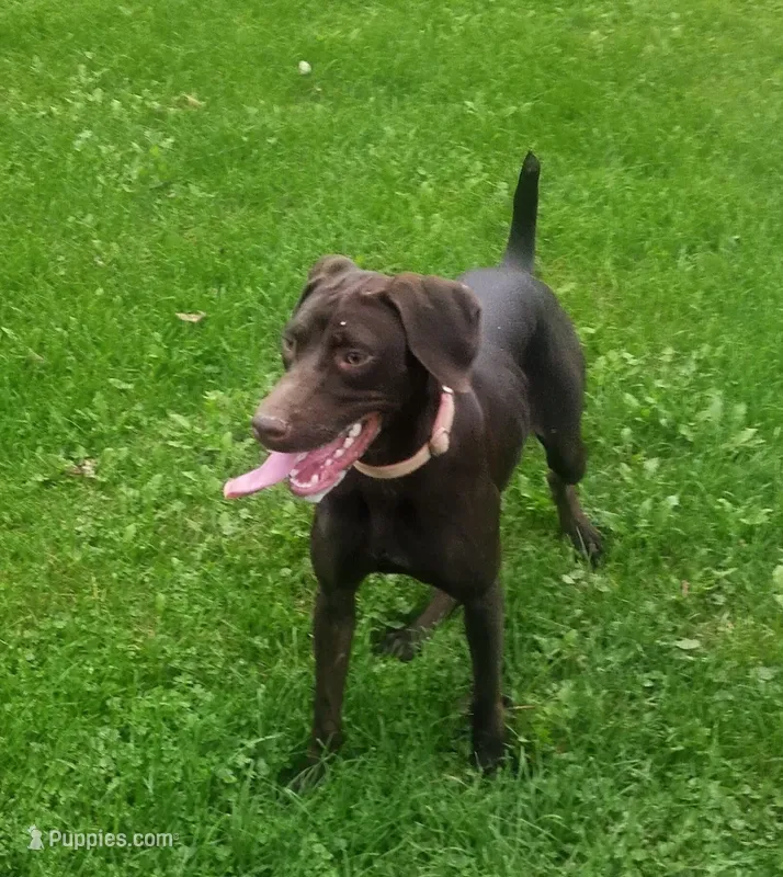 Ruby – German Shorthaired Pointer, Vizsla puppy for sale in Rushford, MN
