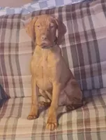 Willie, a male Vizsla for sale in Rushford, MN – 3 of 3