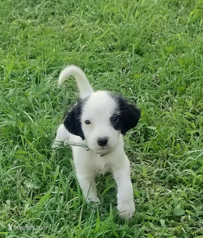 Maggie army Green male – English Setter puppy for sale in Rushford, MN