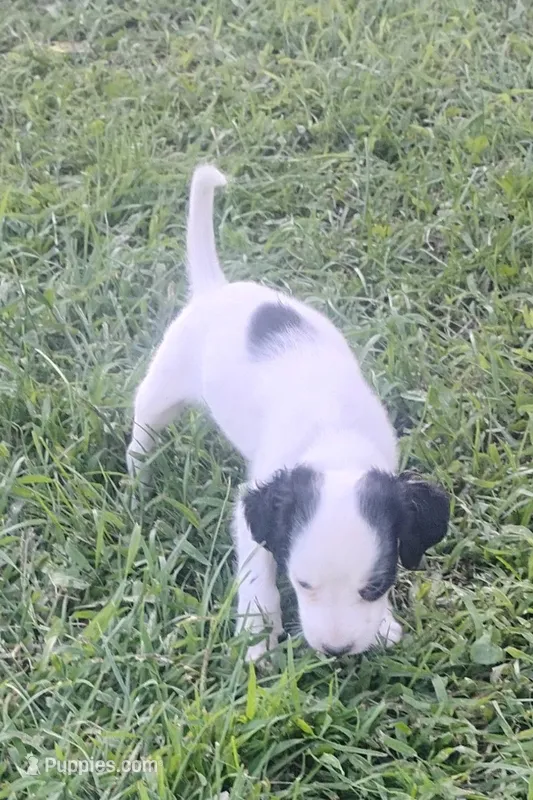 Maggie army Green male – English Setter puppy for sale in Rushford, MN