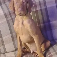 Willie Blue, a male Vizsla for sale in Rushford, MN – Photo 4 of 4