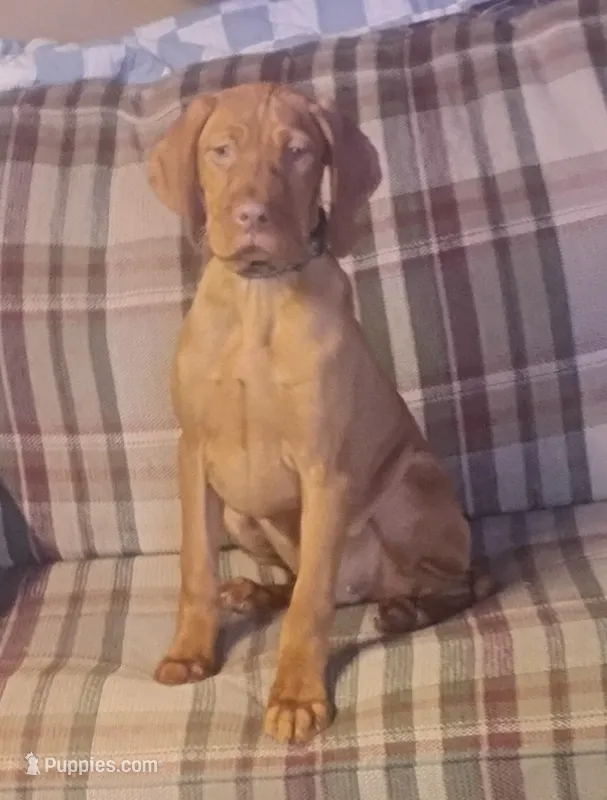 Willie Blue – Vizsla puppy for sale in Rushford, MN