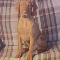 Willie Blue, a male Vizsla for sale in Rushford, MN – Photo 3 of 4