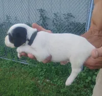 Maggie Black male, a male English Setter for sale in Rushford, MN – 3 of 3
