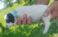 Maggie green male, a male English Setter for sale in Rushford, MN – 2 of 3