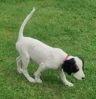 Maggie Red Female, a female English Setter for sale in Rushford, MN – 2 of 6
