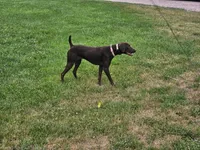 Ruby, a female German Shorthaired Pointer and Vizsla for sale in Rushford, MN – 3 of 3