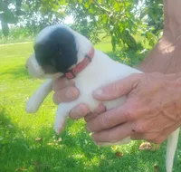Maggie Red Female, a female English Setter for sale in Rushford, MN – 3 of 3