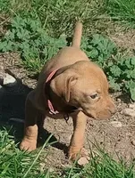 Lexy Red Female, a female English Setter and Vizsla for sale in Rushford, MN – 2 of 5