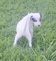 Maggie purple  female, a female English Setter for sale in Rushford, MN – 4 of 4