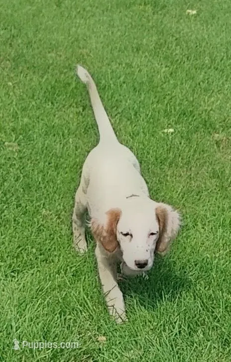 Maggie pink female – English Setter puppy for sale in Rushford, MN