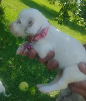 Maggie pink female, a female English Setter for sale in Rushford, MN – 3 of 3